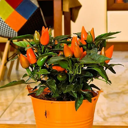 Resort Molnar Sergej *