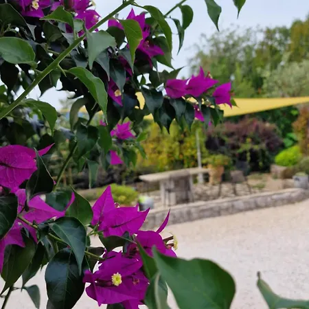 Molnar Sergej Brzac